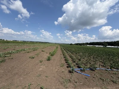 Sale of land plot, city of Vinnytsia, 1st Neimirivske Provolok