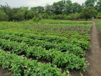 Land plot for development, Zaporizhye