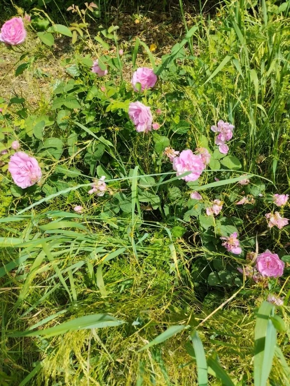 For Sale: Private Plot, Salty Gardens СТ
