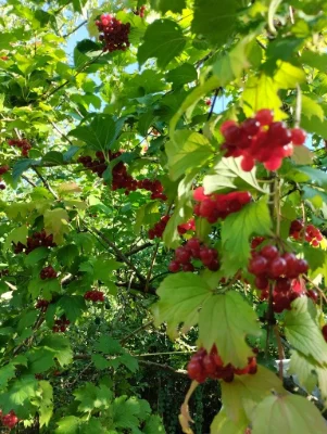 For Sale: Private Plot, Salty Gardens СТ