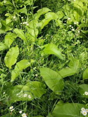 For Sale: Private Plot, Salty Gardens СТ