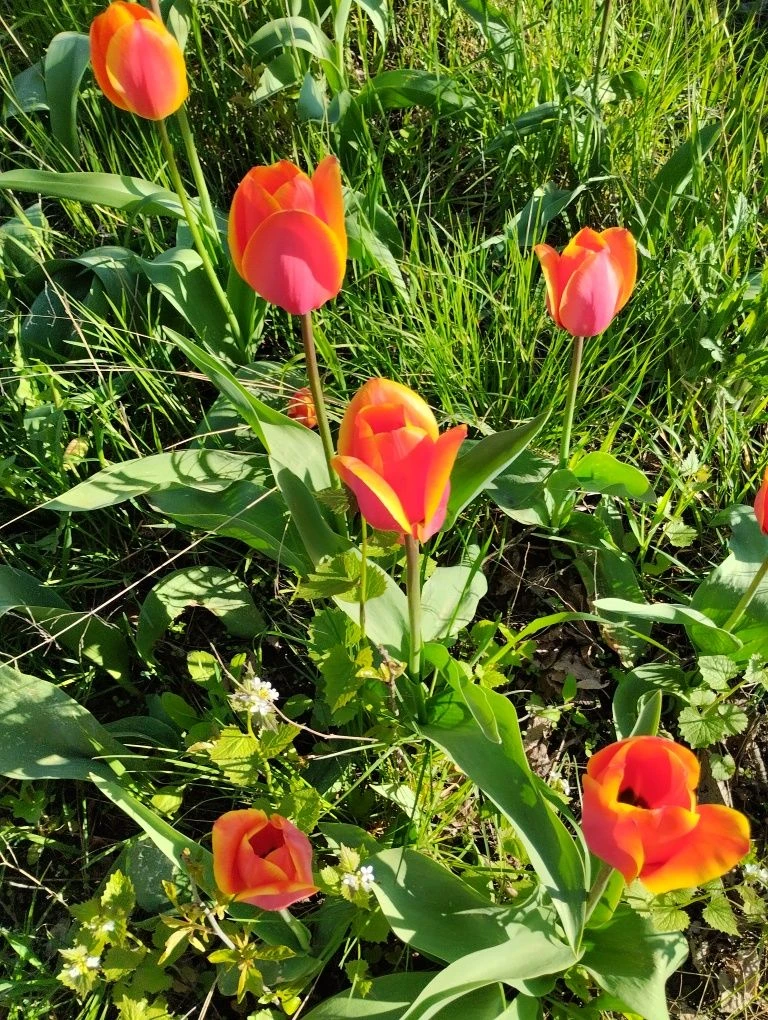 For Sale: Private Plot, Salty Gardens СТ