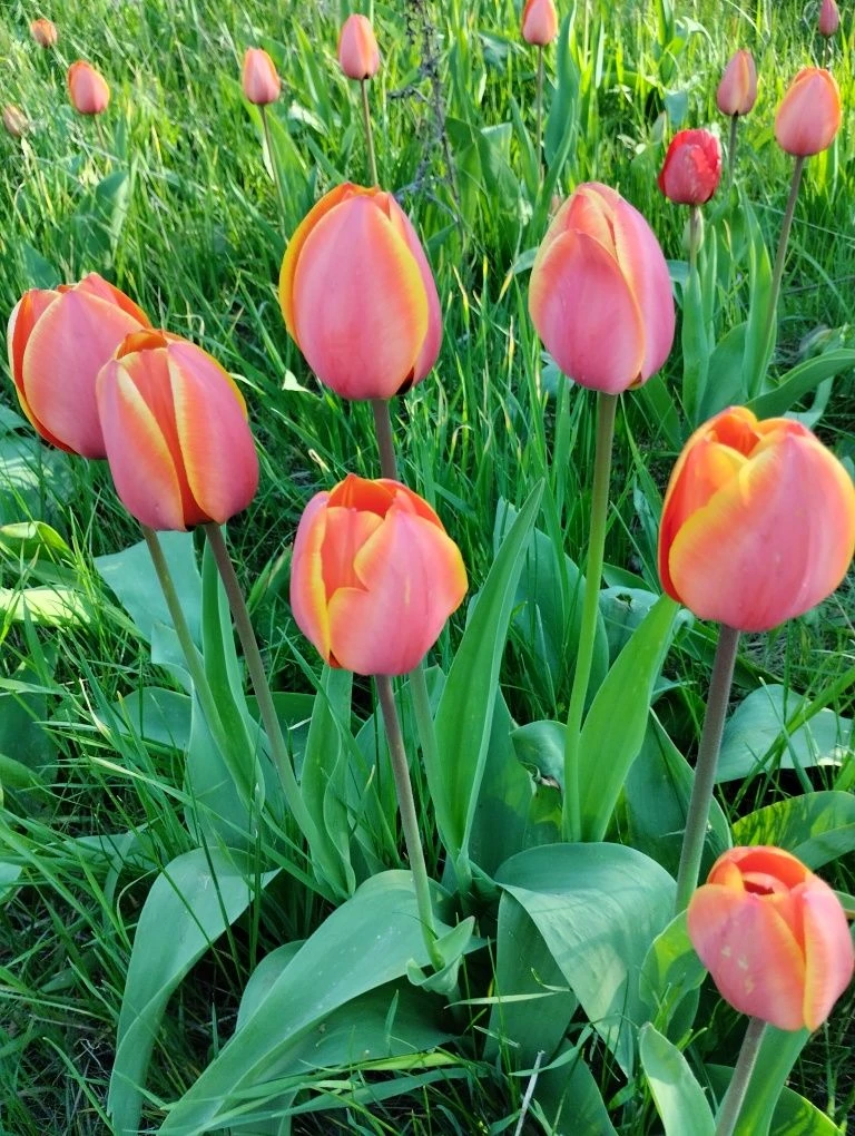 For Sale: Private Plot, Salty Gardens СТ