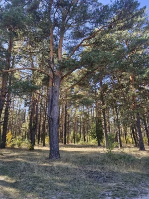 For Sale: Land plot in village Prazhov!!