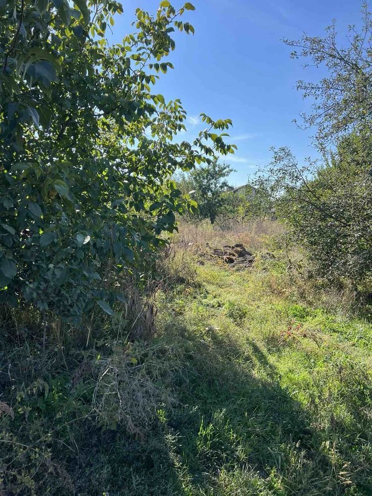Land for Sale in Novoalexandrivka