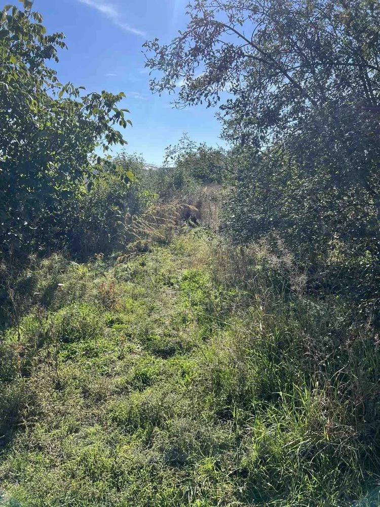 Land for Sale in Novoalexandrivka