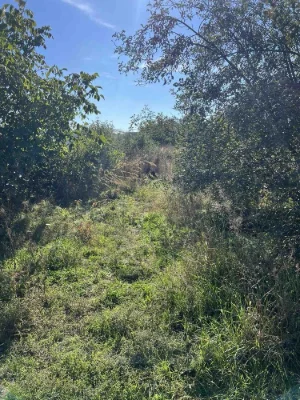 Land for Sale in Novoalexandrivka