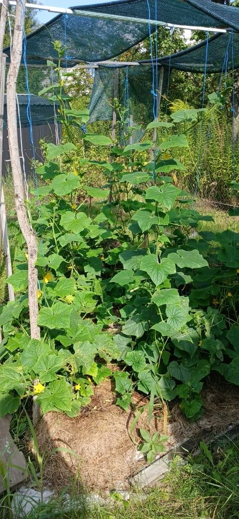Продам дачу в дачному кооперативі