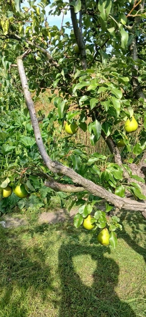 Продам дачу в дачному кооперативі
