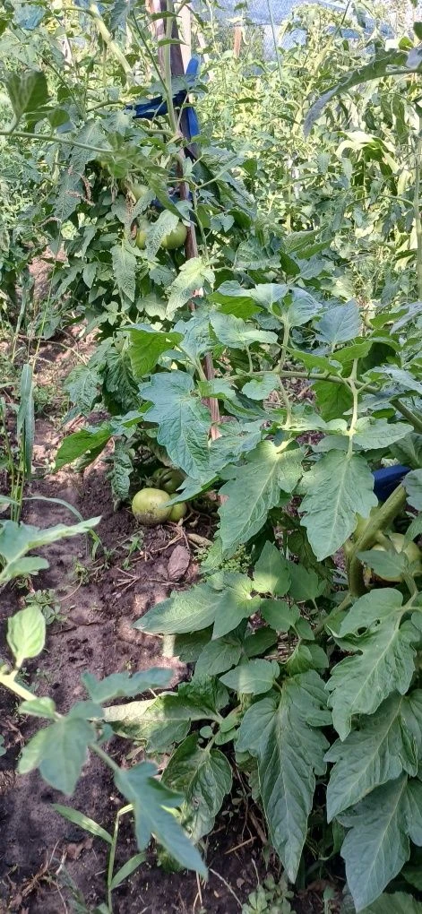 Продам дачу в дачному кооперативі