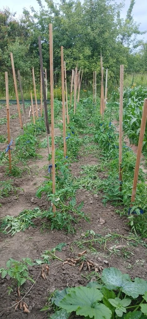 Продам дачу в дачному кооперативі