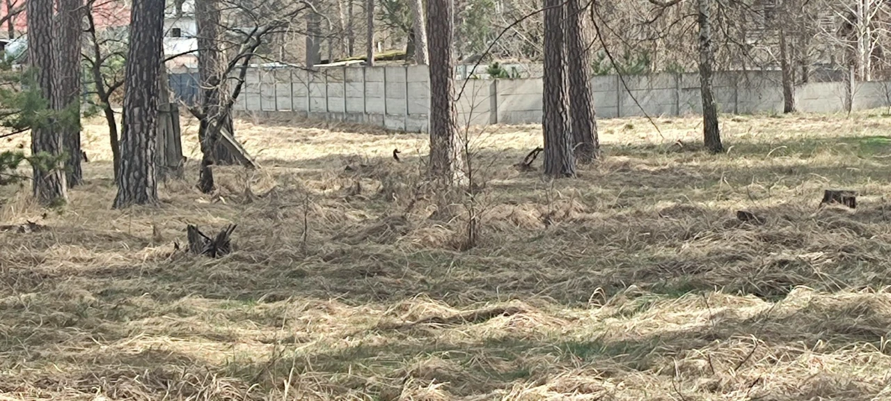 Продається участок в Пірнове, 15.5 соток