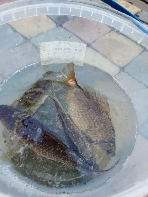 Продам дачу, грибной рай