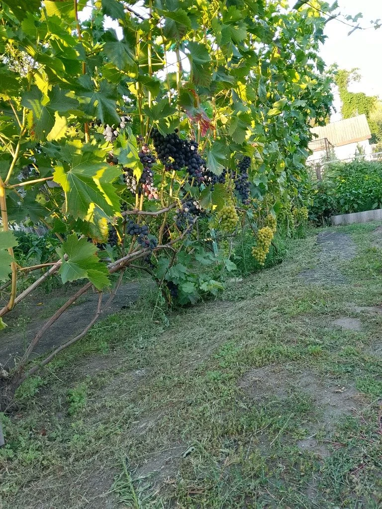 Standalone House 100 m², 7 acres, GARAGE, MUST solar inverter. Cozy