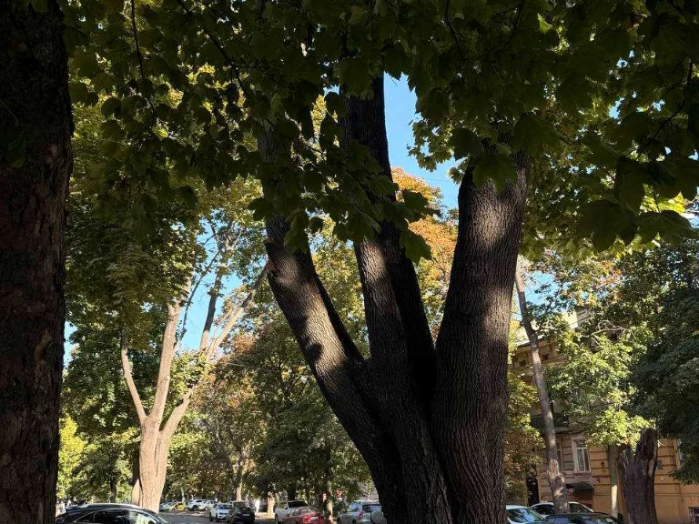 Квартира. Одеса, Всеволода Змієнка, ул.
