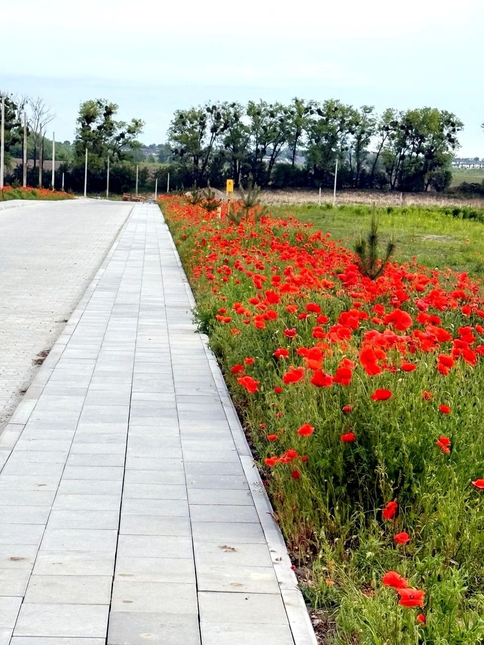 Земельна ділянка, вул. Грунтова