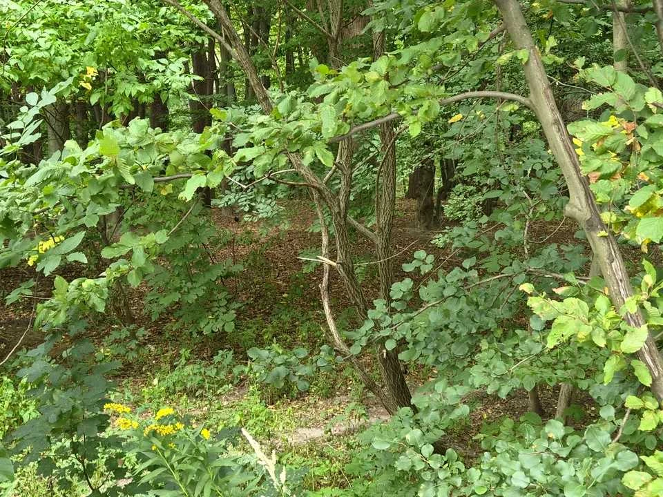 Квартира. Львів, вулиця Володимира Великого