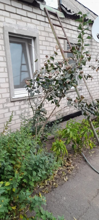 продам дом с. Яворницьке