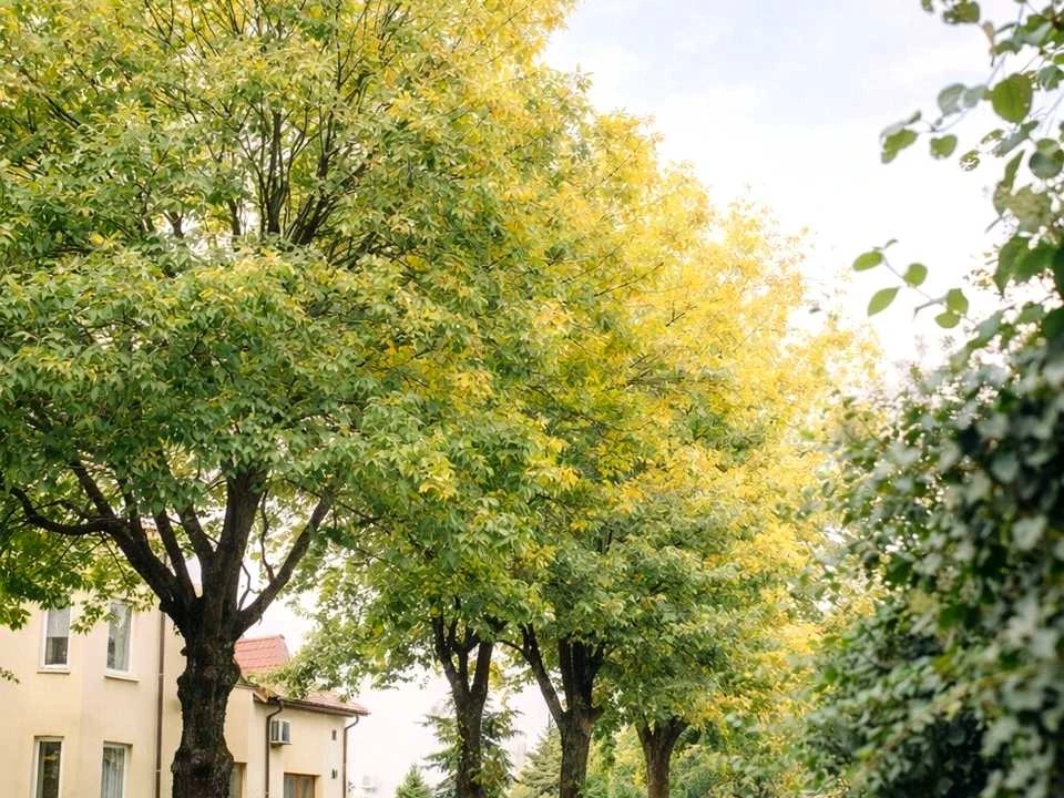Квартира. Львів, вулиця Остапа Луцького