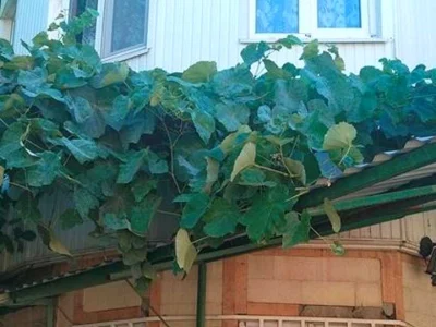 Будинок. Одеса, Маріупольська вул. (Ростовська)