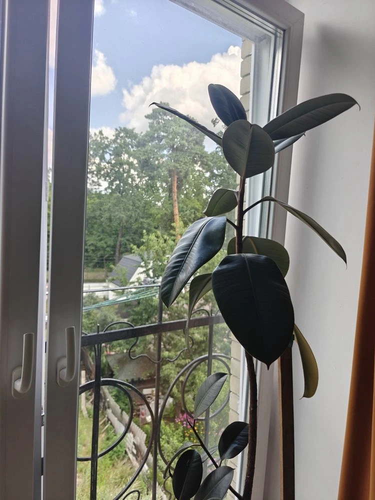 3-room apartment in Bucha near the park, minimum tax