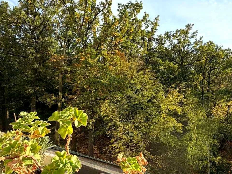 Квартира. Буча, Лісова вулиця