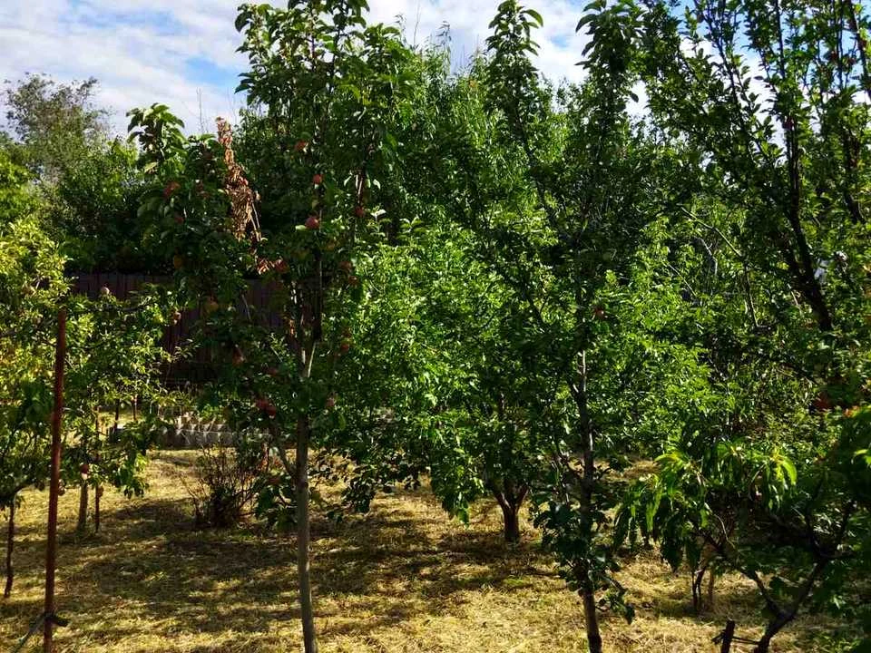 Plot. Zaporizhzhia,
