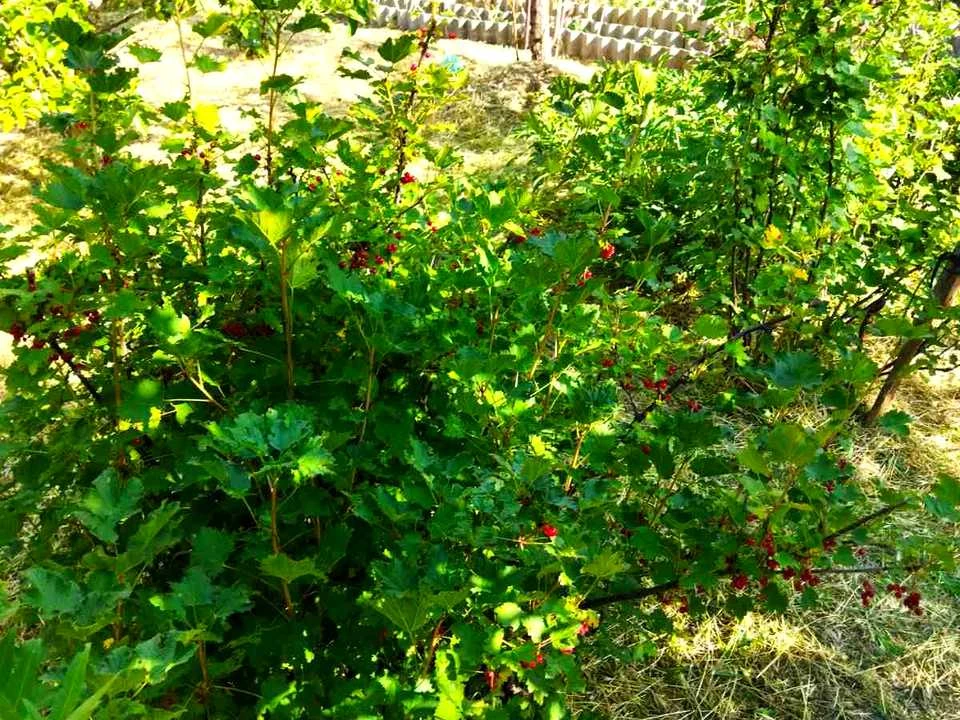 Plot. Zaporizhzhia,