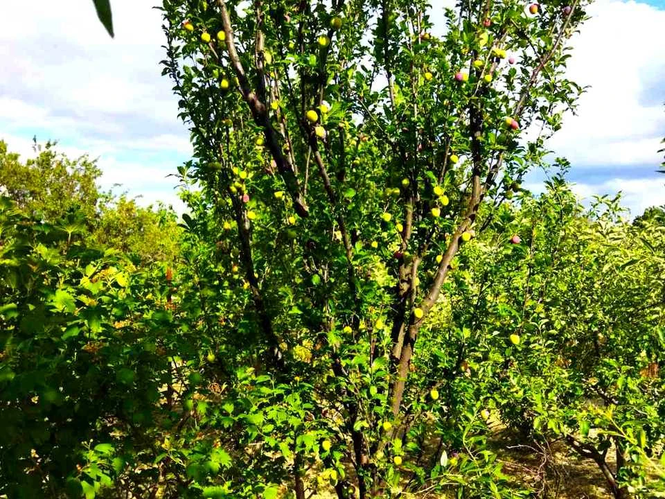 Plot. Zaporizhzhia,