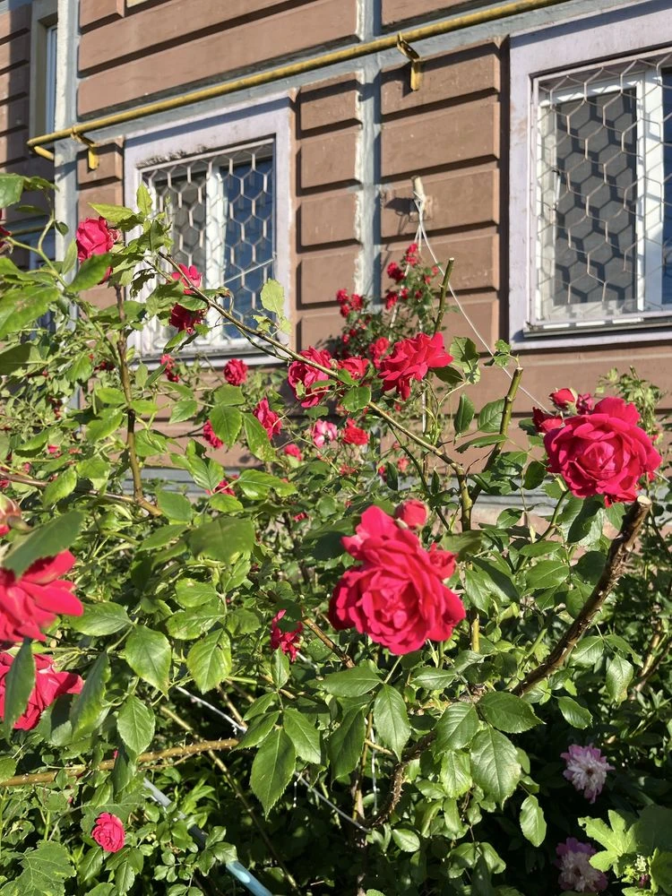 ‼️Продам 3к/квартиру Вишневе,Чорновола 42Б, ГАЗ, +приємний Б
