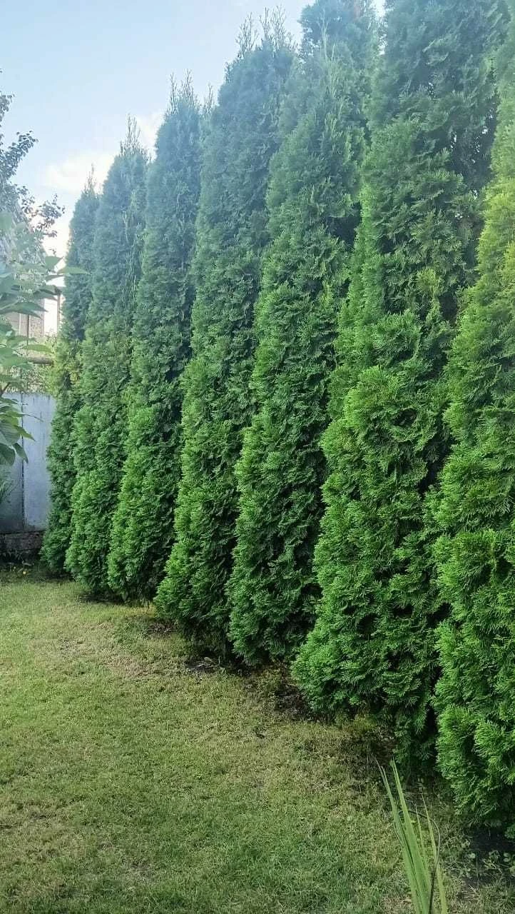 Продам дом в Романково