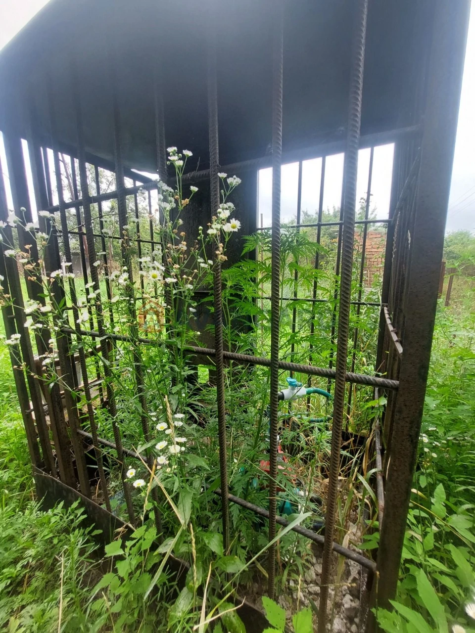 Дача біля соснового лісу