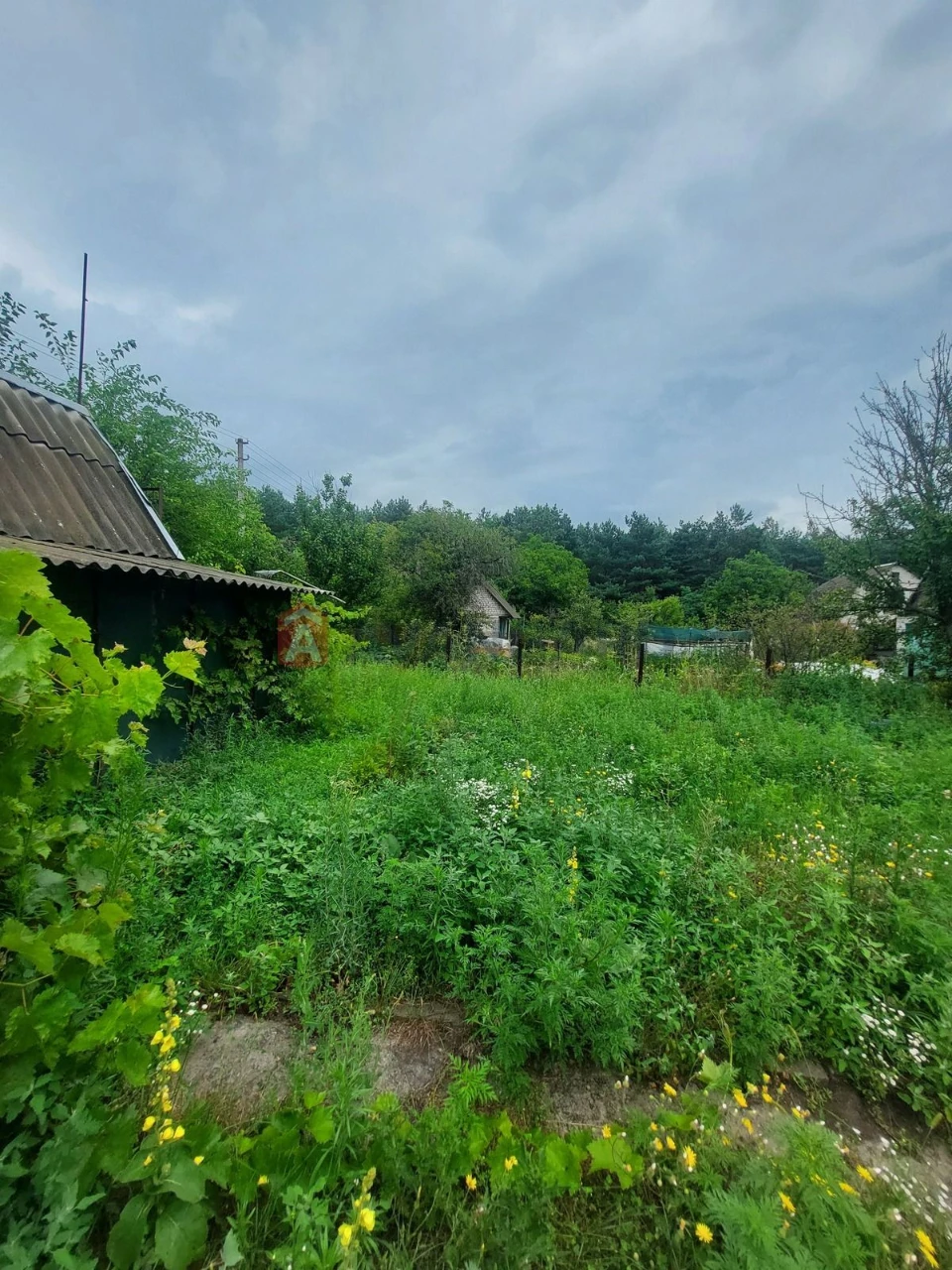 Дача біля соснового лісу