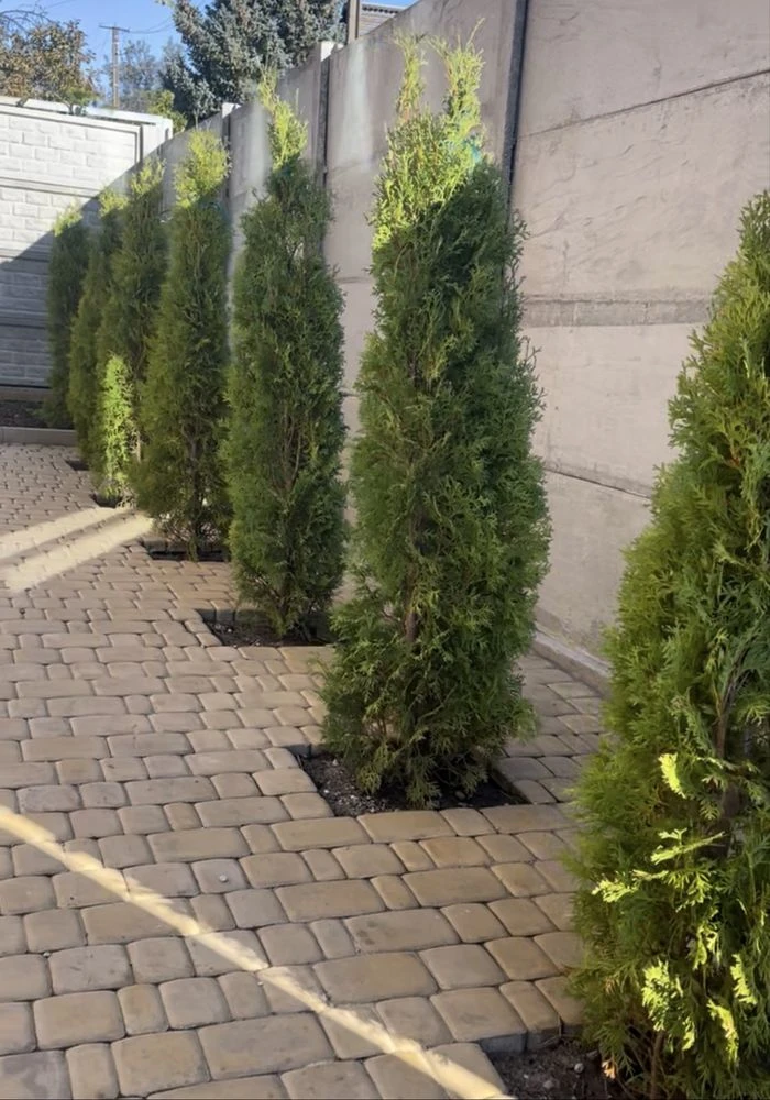 Продам дом Лозоватка