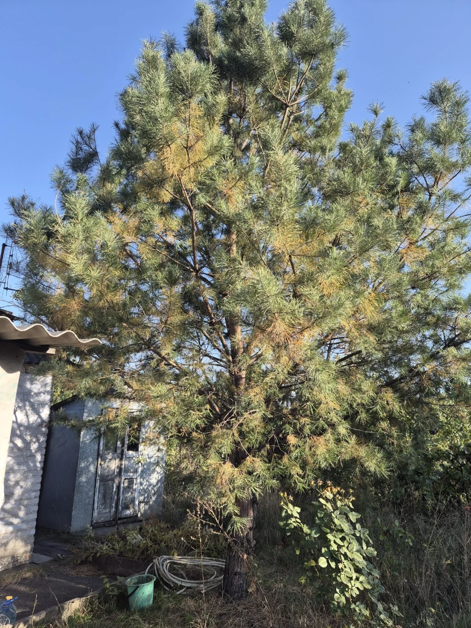 For Sale: Good Cottage, 7 Plots, Terny Cooperative, Sevgok District