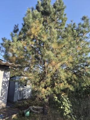 For Sale: Good Cottage, 7 Plots, Terny Cooperative, Sevgok District