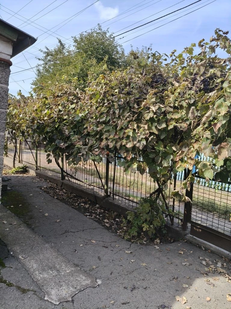 Private house in Trampark area