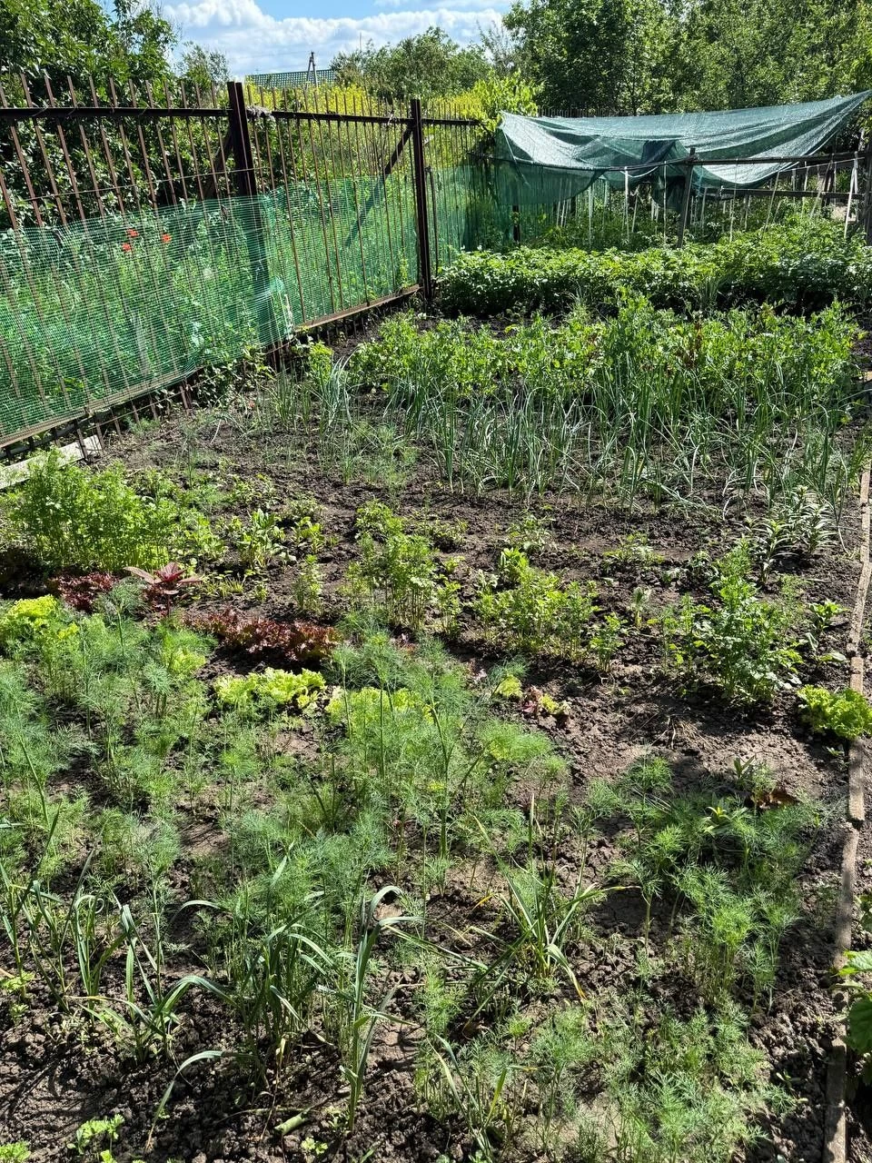 Dacha, village Незалежне, Krivoi Rog