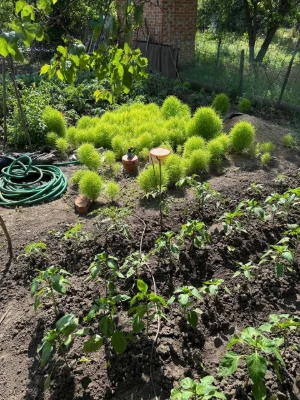 Dacha, village Незалежне, Krivoi Rog