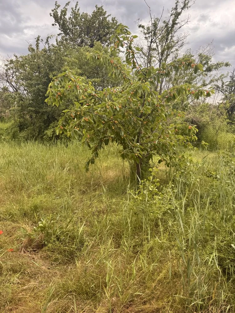 For sale, house, plot, for demolition