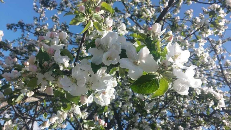 Дача, площадью 5 соток земли, с домом 15 кв. м, в Долгинцевс