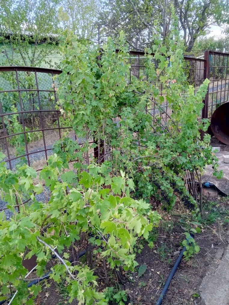 Дача на Заречном
