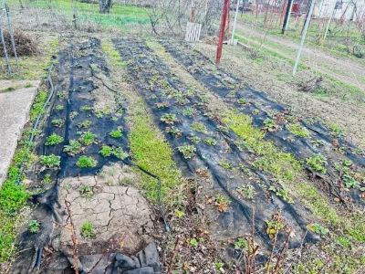 Продається доглянутий сад із виноградником та житловим будин