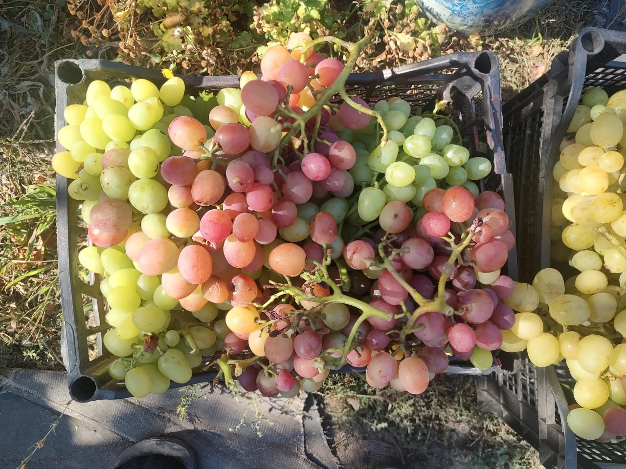 продам дачу  Бельбес