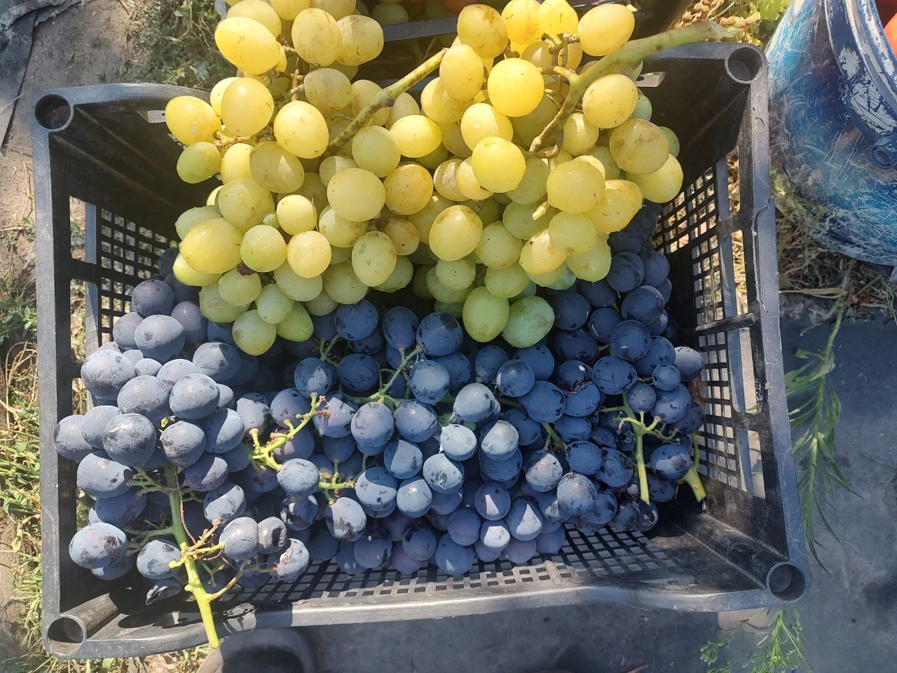продам дачу  Бельбес