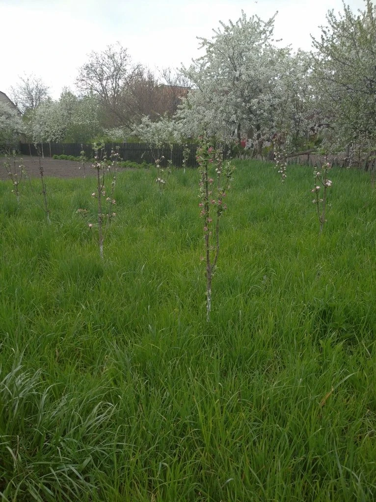 For Sale: Affordable House in Berdychiv
