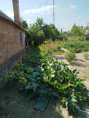 Продається земельна ділянка зі старою хатою.