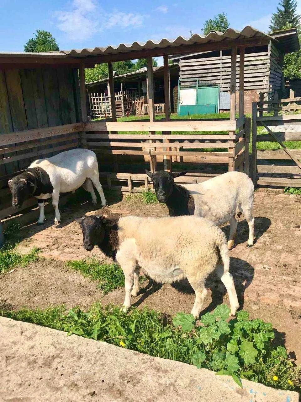 2 БУДИНКИ на 3 га. Міні Ферма біля Малину. База Відпочинку.