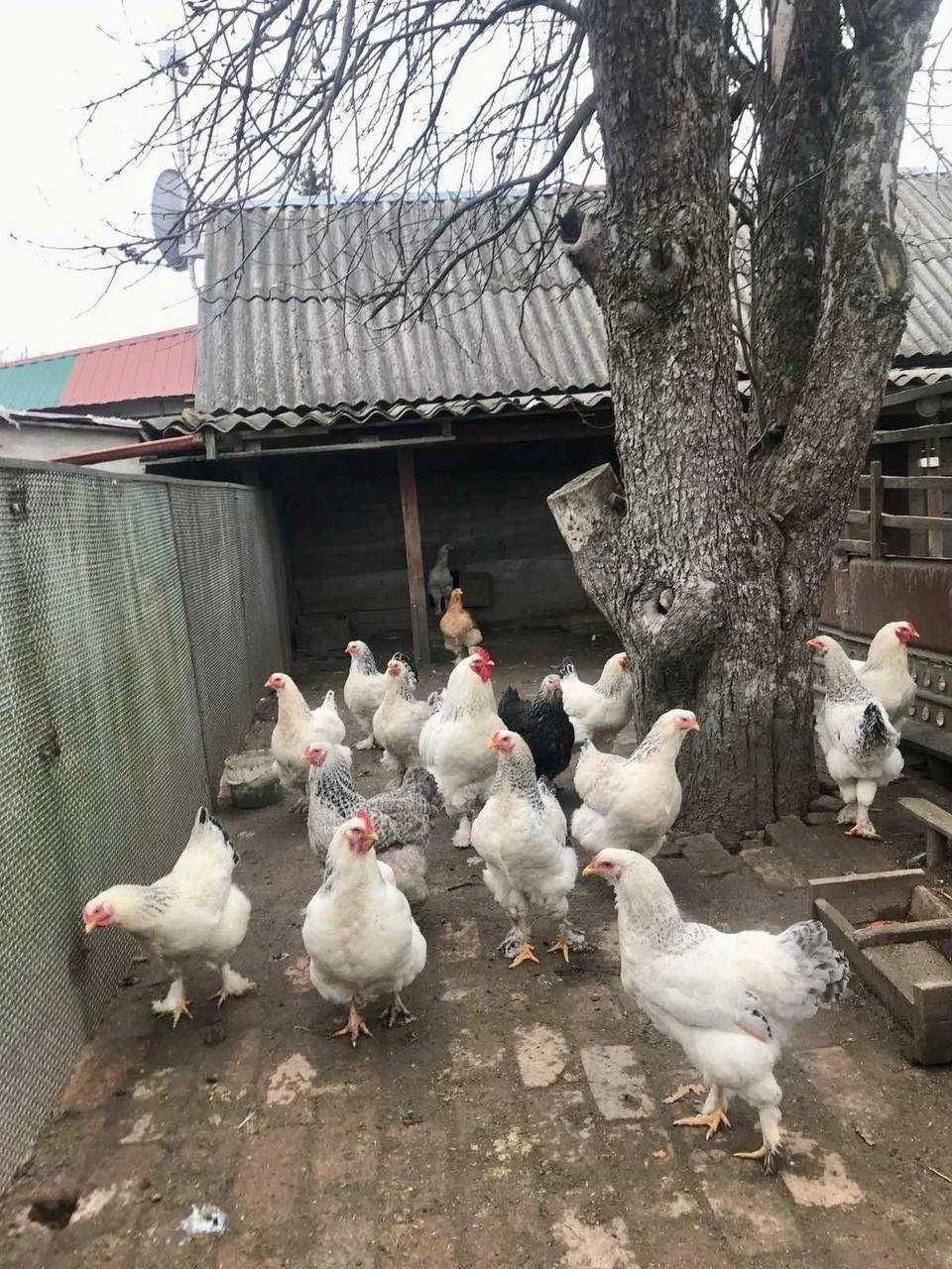 2 БУДИНКИ на 3 га. Міні Ферма біля Малину. База Відпочинку.