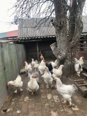 2 БУДИНКИ на 3 га. Міні Ферма біля Малину. База Відпочинку.